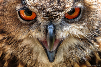 Gufo reale (Bubo bubo)