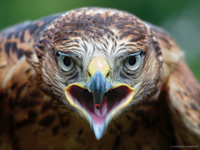 Poiana comune (Buteo buteo)