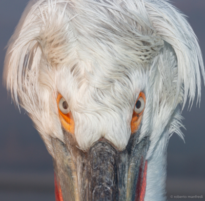 Pellicano riccio (Pelecanus crispus)