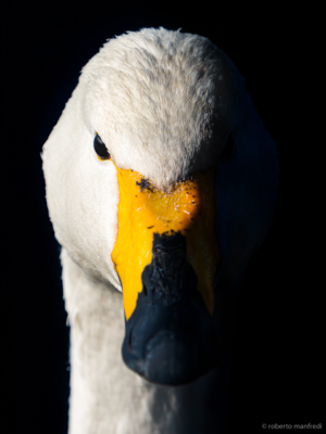 Cigno canoro (Cygnus cygnus)