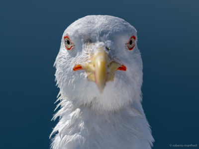 Gabbiano reale (Larus michahellis)