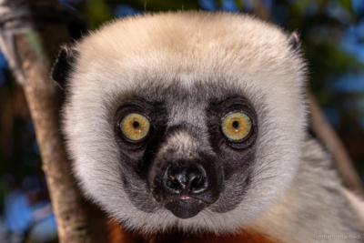 Sifaka diadema (Propithecus diadema)