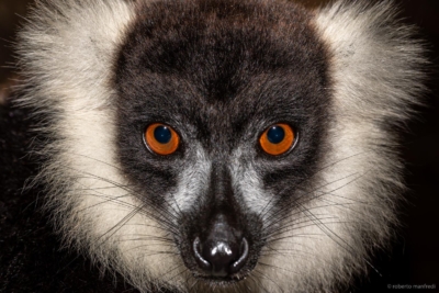 Vari bianconero (Varecia variegata)