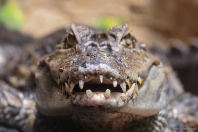 Caimano dagli occhiali (Caiman crocodilus)